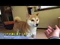 柴犬ハナ 何度も呼んだら来てくれた！と思ったんです。。 i call shiba.