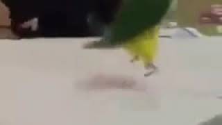 インコに手をつけると急にポップ