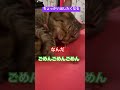 睡眠中、起こされて不機嫌な猫ちゃん　 猫のいる暮らし cat