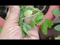 tulsi plant winter care তুলসী গাছের শীতকালীন পরিচর্যা তুলসী গাছে এই ২টি খাবার দিয়ে দেখুন