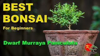 Best Bonsai for Beginners ll Dwarf Murraya Paniculata bonsai ll Mini Kamini