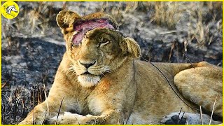 20 Painful Moments Lions Has Suffered While Hunting Its Prey, What Happens Next ?