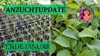 Anzuchtupdate Ende Januar