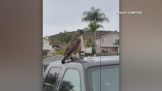 Woman details close-up encounter with Red-tailed Hawk in Santee