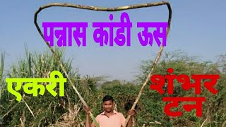 एकरी १०० टन ऊस/५० कांडी ऊस/#Sugarcane production/ Co-86032/Agricoss business Star