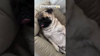 #фрэнк #мопсФрэнк #мопс #приколысживотными #смешныеживотные #pets #pug #dogshorts