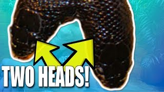 TWO HEADED SNAKE AND ALBINO ALLIGATOR!!! | BRIAN BARCZYK