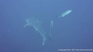 Dive 4 – Dirty Rock – Cocos Island