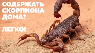 Как СОДЕРЖАТЬ СКОРПИОНОВ дома? Какой ВИД выбрать ПЕРВЫМ