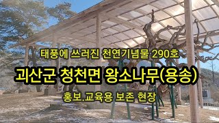 괴산군 청천면 왕소나무(용송) / 천연기념물290호, 오래된 소나무,  괴산소나무, 괴산여행.