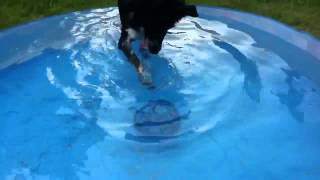 Clever border collie