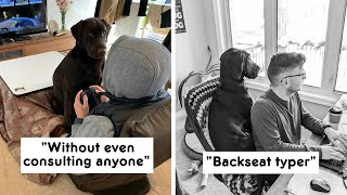 Funny Pets Who Know No Boundaries When It Comes To Personal Space