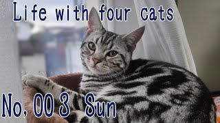 家族紹介３　アメリカンショートヘアーの「サン」です。Life with four cats  movie003 #ねこ #猫