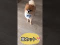 ポメラニアン犬 トリミングで柴犬カットになって帰ってきたポメラニアン