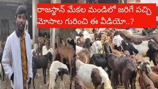 రాజస్థాన్ అజ్మీర్  మేకల మండీలో జరిగే పచ్చి మోసాలా గురించి ఈ వీడియో..RajasthanGoats ph-9676652506