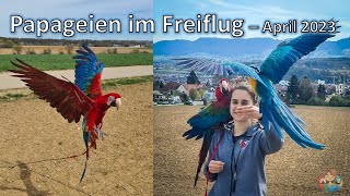 Papageien im Freiflug - April 2023