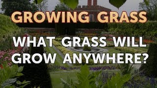 What Grass Will Grow Anywhere?