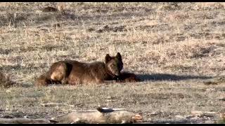 Junction Butte wolf w/bison calf