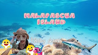 【🇵🇭菲律賓Cebu🏝️】EP.2 Malapascua🏖️｜baby shark🦈｜Tepanee Beach Resort｜Angelina Beach Resort🤿✈️｜Action4