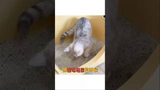 实测超好用的混合猫砂，再不囤就要涨价啦#滋奇 #猫砂  #科学养宠攻略 #新手养猫 猫奴十三