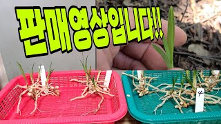 #한국자생춘란#한국춘란#단엽성#두화변# 발전가능성이 높은 춘란입니다!!