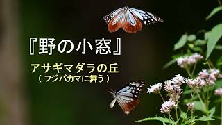 アサギマダラの丘　フジバカマに舞う