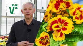 Worin unterscheiden sich Sternprimel, Zuckergussprimel und Tigerprimel? - Volkers Gartenwissen