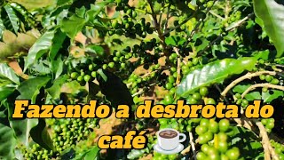 🌳☕COMO DESBROTAR o Café!Cuidando dos Ninhos de Coleirinhos no Sítio Bela Vista🐦🏡