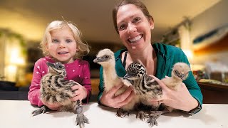 The Emus are Hatching… soooo many Emus!