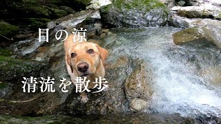 犬と川下り 目で涼を感じてください。犬かき　山奥の川