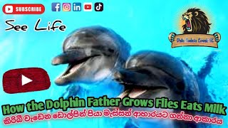 How the Dolphin Father Grows Flies Eats Milk/කිරි බී වැඩෙන ඩොල්පින් පියාමැස්සන් ආහාරයට ගන්නා ආකාරය .