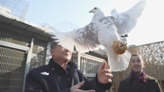 The challenge of recording pigeon whistles