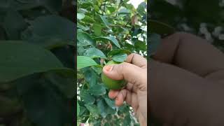 Our Garden lemon Tree/எழுமிச்சை மரம்