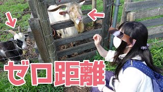 カピバラや動物達とゼロ距離で触れ合えるダチョウ王国に遊びに来ませんか？