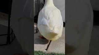 You won't be able to resist the charm of a duck's wiggly butt! 오리 궁뎅이의 매력에 너는 곧 빠지게 될거야