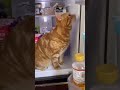 涼しい場所を見つけた猫