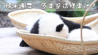 《熊貓早晚安》“糯米團子”原來是這樣來的！ | iPanda熊貓頻道