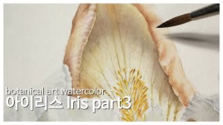 [보태니컬 아트]아이리스 파트3/ botanical art/ watercolor/ painting Iris 3