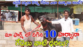 మా ఫార్మ్ లో దిగిన 10 ముర్రా గేదెలు వాటి ధరలు? 9034012430 | Murra Buffaloes for sale  | CBNews