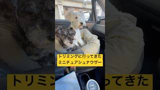 トリミングに行ってきた#ミニチュアシュナウザー #dog #犬のいる生活 #シュナウザー #多頭飼い犬