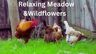 Relaxing Meadow with Ambient Nature Sounds |  Wildflowers, and Mountain View ,  ASMR