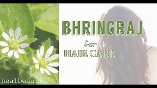 How to Get the Bhringraj benefits for Hair