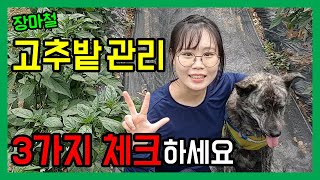 장마철! 고추밭 관리할 때 매우 중요한 3가지 배워왔습니다 / 초보농부 고추 농사