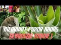 BAGAIMANA CARA MERAWAT POKOK NANAS YANG KENA SERANGAN MONYET.