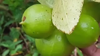 ദാ പിന്നെയും കായ്ച്ചു limekerala #farming