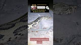 Live Ghonas Information || पहा घोणस साप कसा ओळखायचा || Russell's Viper Live Story | Venomous #Shorts