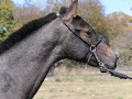 zarzuelo eas 2019 ancce inscribed pre andalusian colt for sale