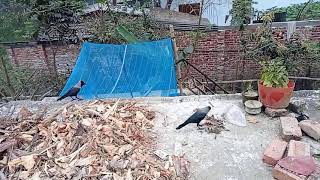 Crow sound | কাকের ডাক  পার্ট ২ | Bird and Animal Sound