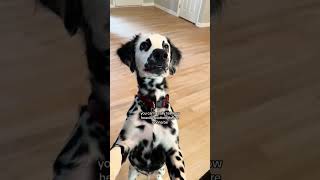 Watch my Dalmatian grow into his spots!