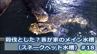 殺伐とした？我が家のメイン水槽（スネークヘッド水槽）＃18